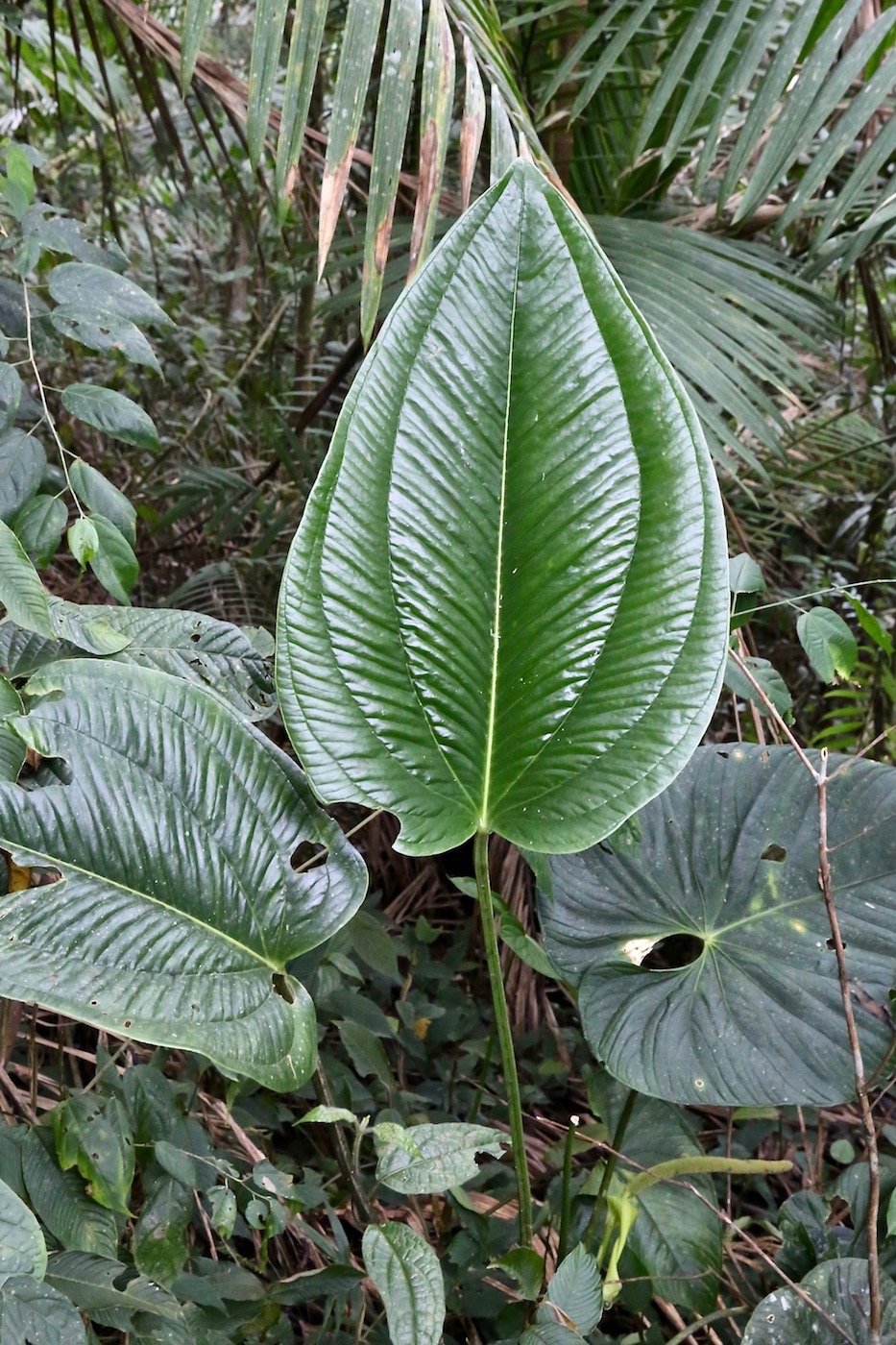 Изображение особи Anthurium ovatifolium.