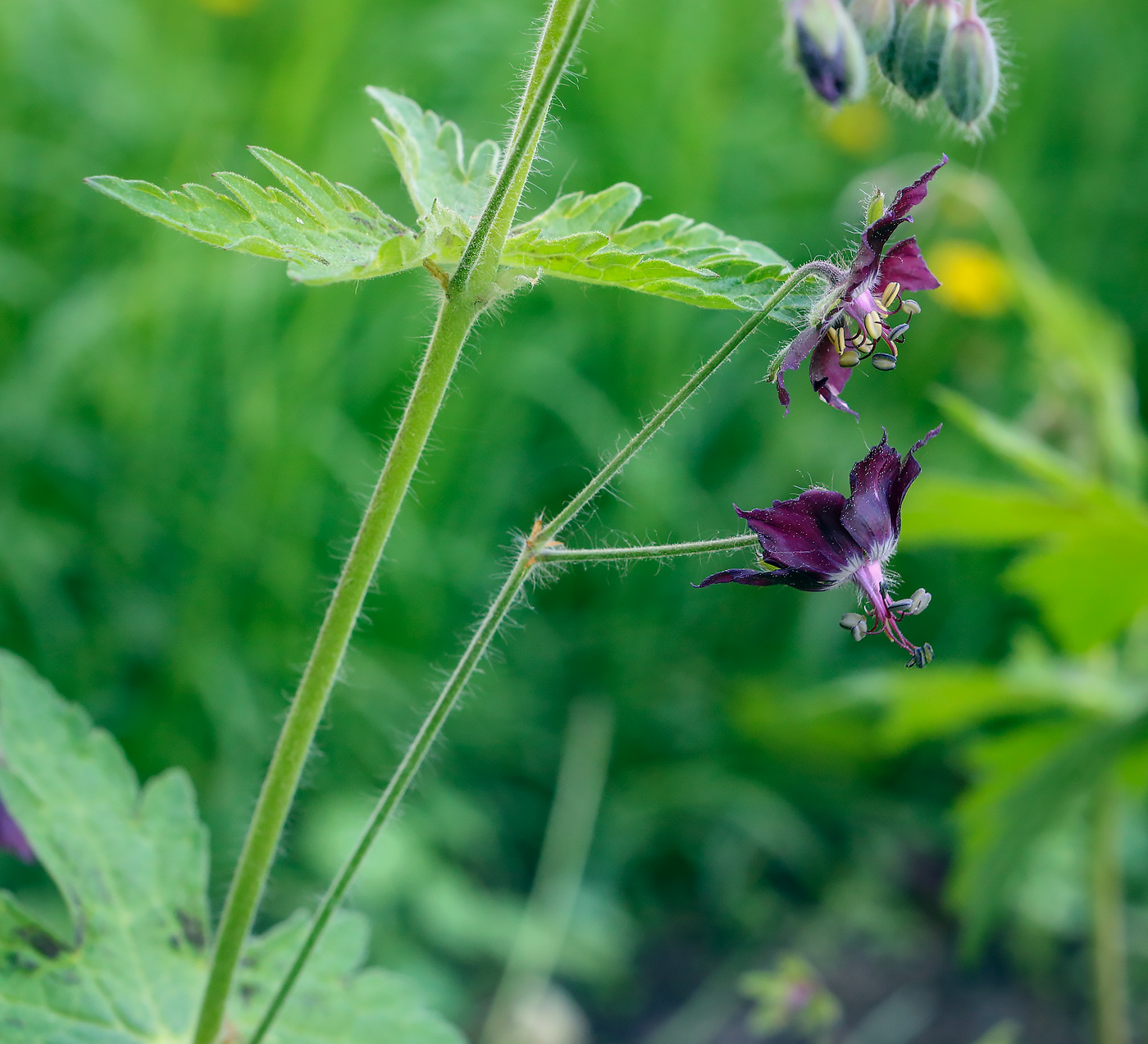 Image of Geranium phaeum specimen.