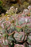 Crassula arborescens