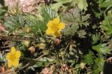 Potentilla intermedia. Цветущее растение. Татарстан, г. Бавлы. 05.09.3010.