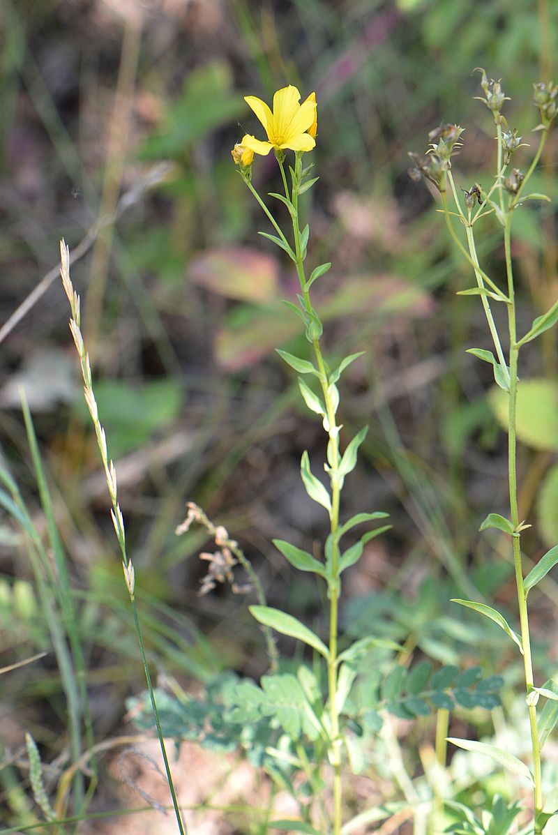 Image of Linum flavum specimen.