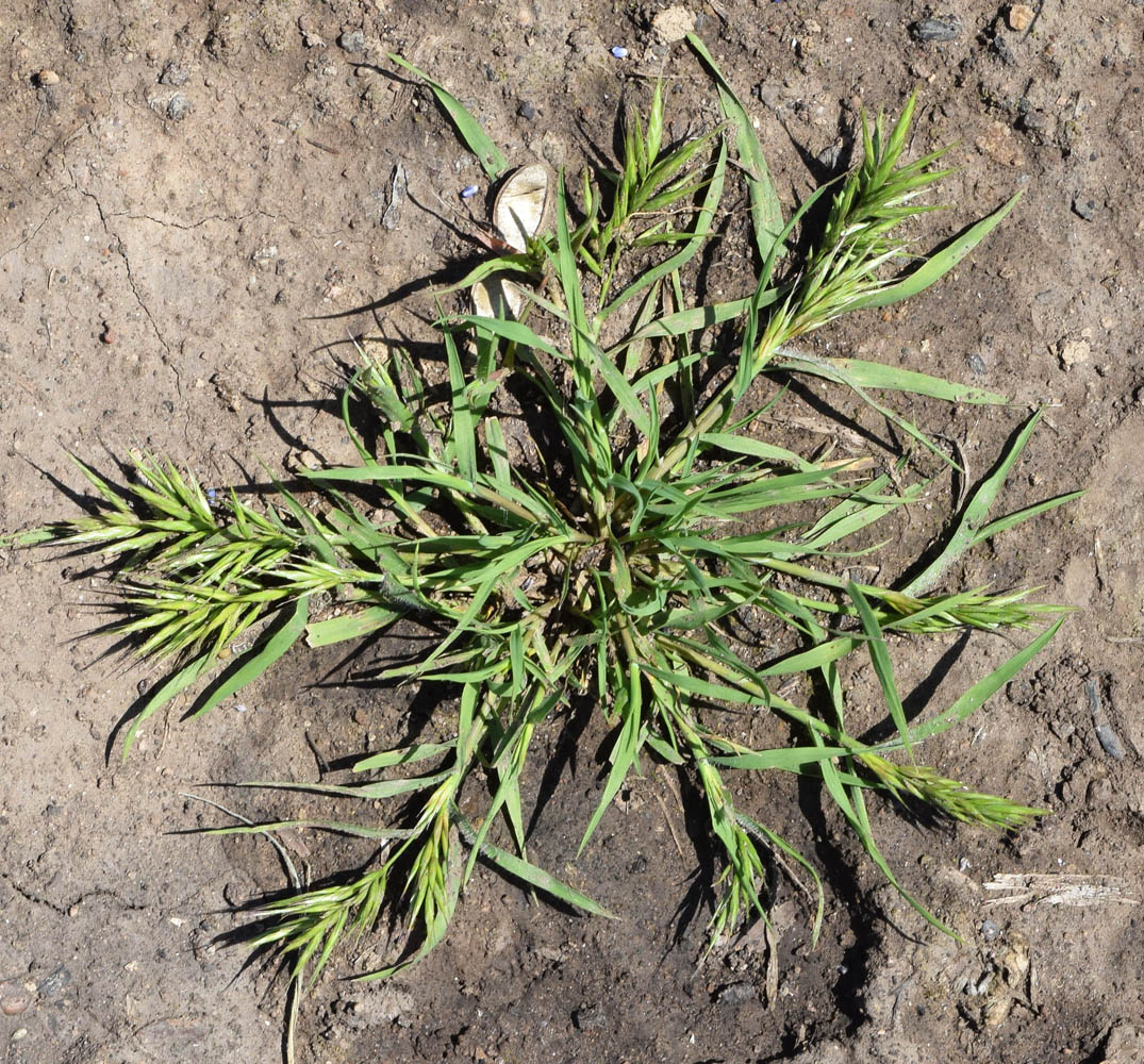 Image of Bromus scoparius specimen.