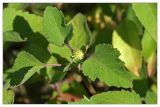 genus Xanthium. Верхушка цветущего растения. Республика Татарстан, Агрызский р-н. 24.06.2010.