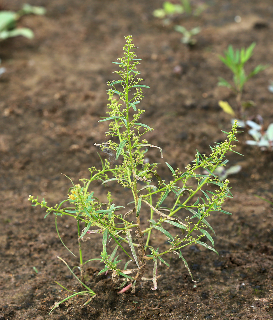 Image of Teloxys aristata specimen.