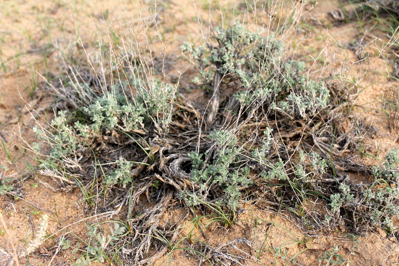 Изображение особи Artemisia terrae-albae.