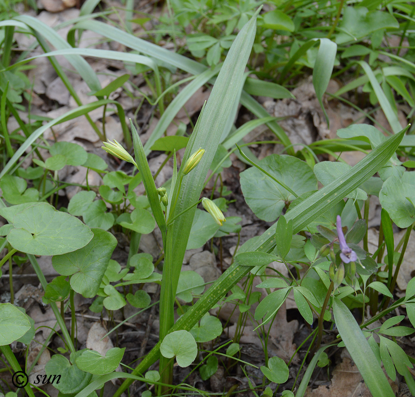 Image of Gagea lutea specimen.