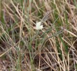 Lathyrus pannonicus