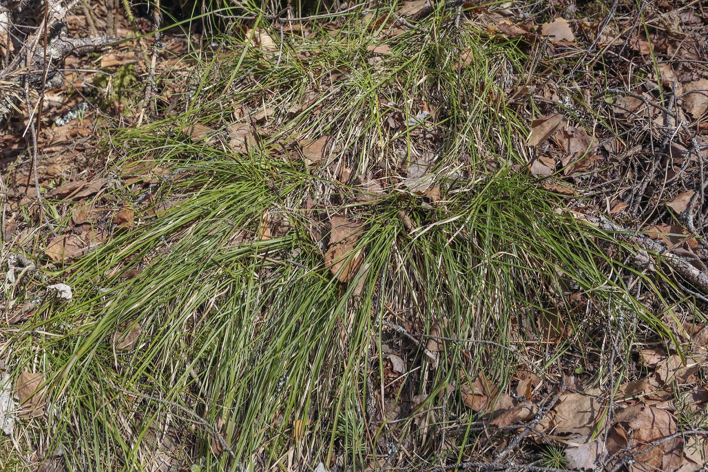 Изображение особи Carex macroura.