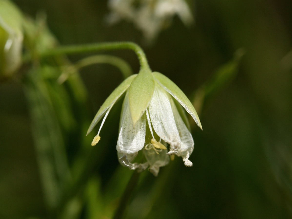 Image of Stellaria holostea specimen.