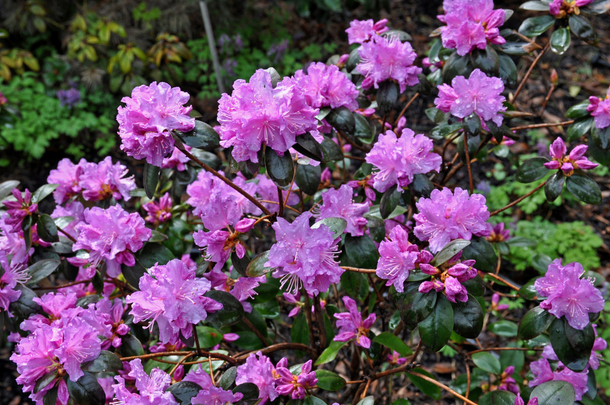 Изображение особи Rhododendron ledebourii.