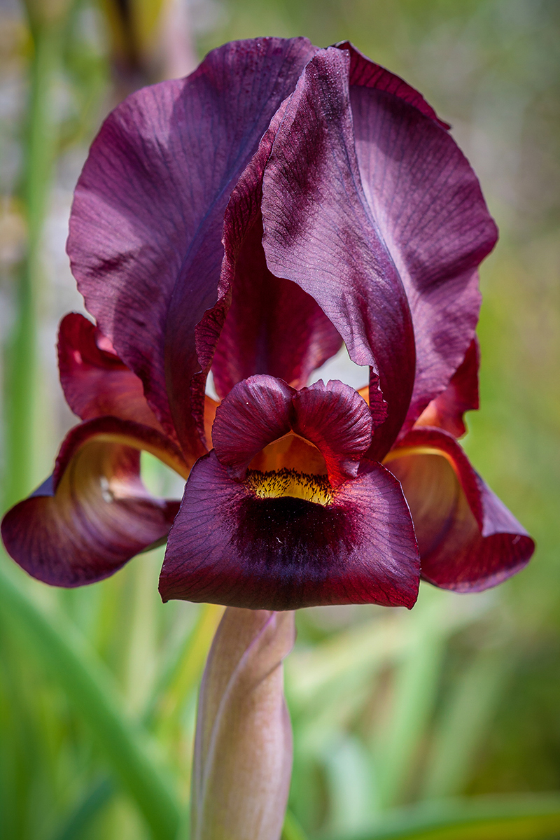 Изображение особи Iris atropurpurea.