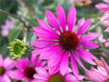 Echinacea purpurea