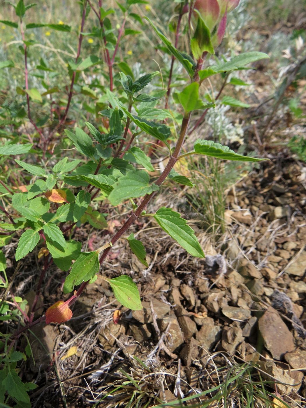 Изображение особи Scutellaria supina.