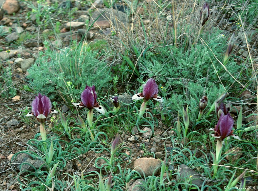 Изображение особи Iris acutiloba.