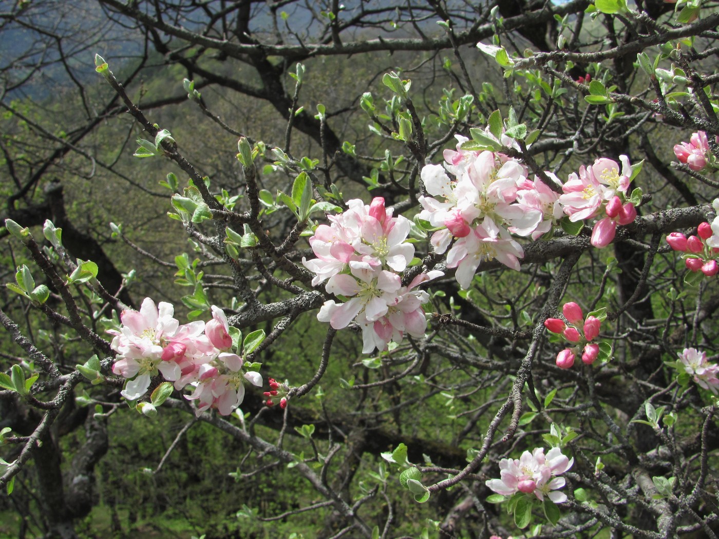 Изображение особи Malus orientalis.