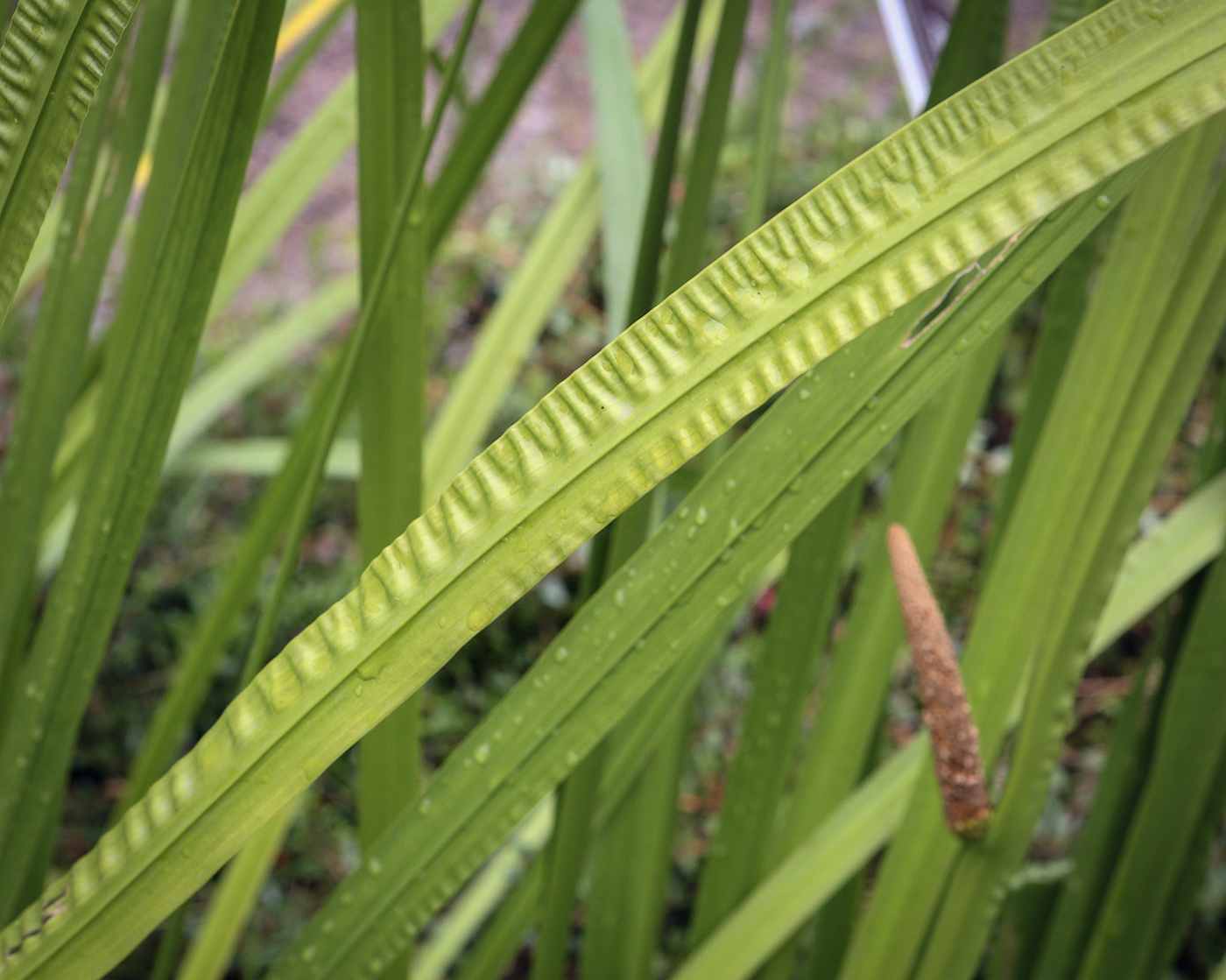 Изображение особи Acorus calamus.