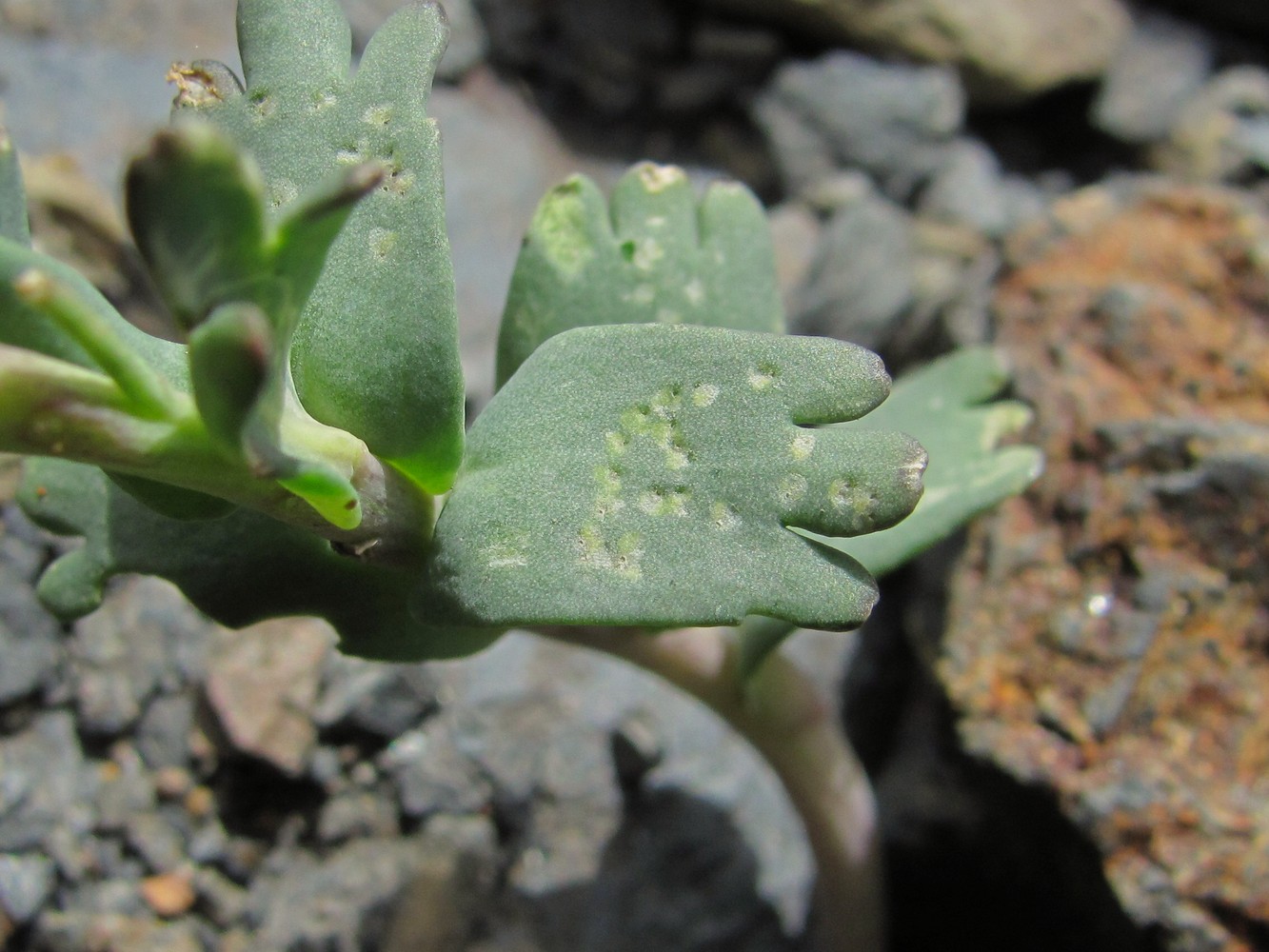 Image of Pseudovesicaria digitata specimen.