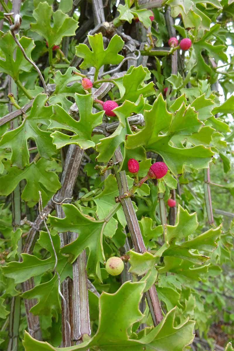 Image of Cissus cactiformis specimen.