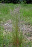 Смотреть изображение род Festuca