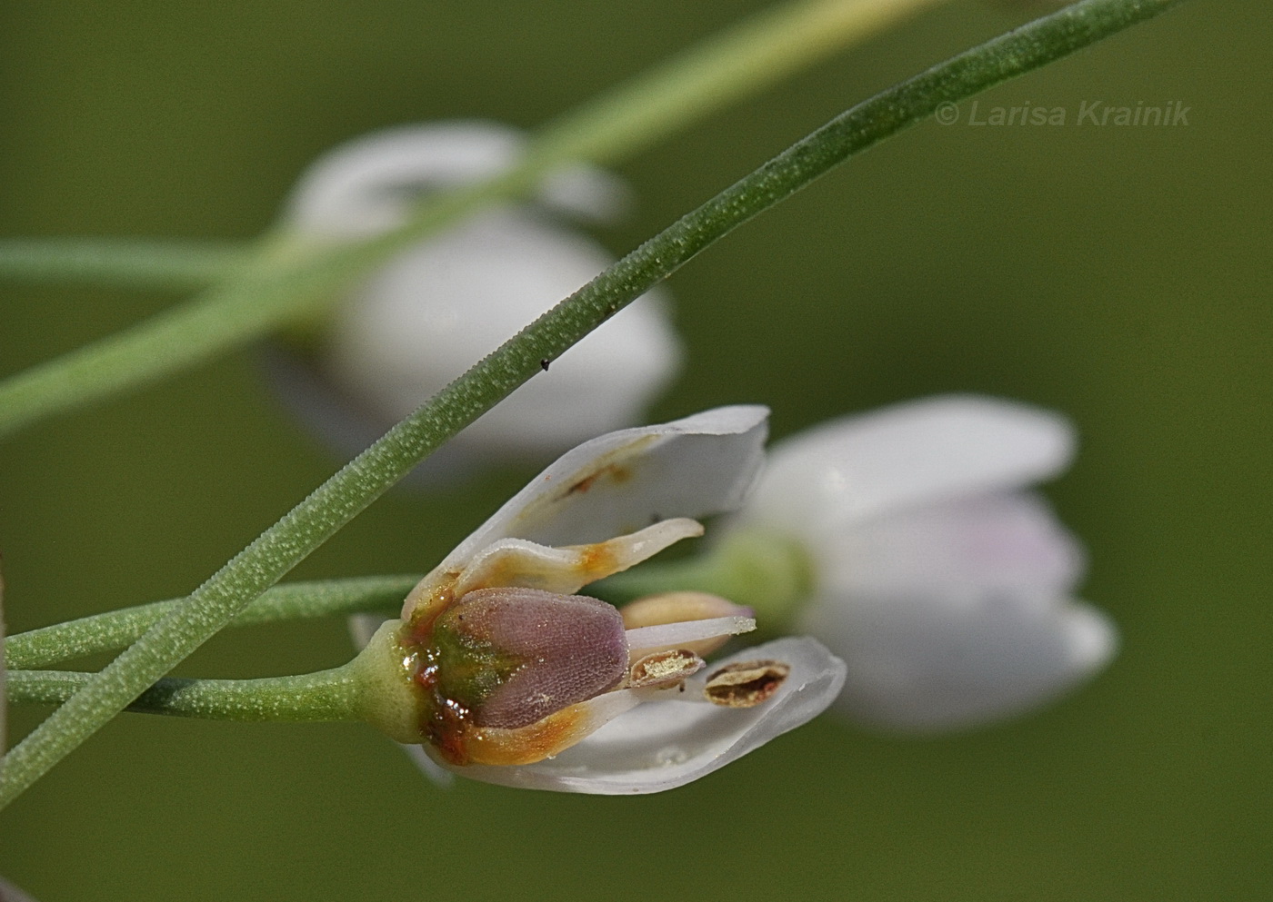 Image of Allium ramosum specimen.