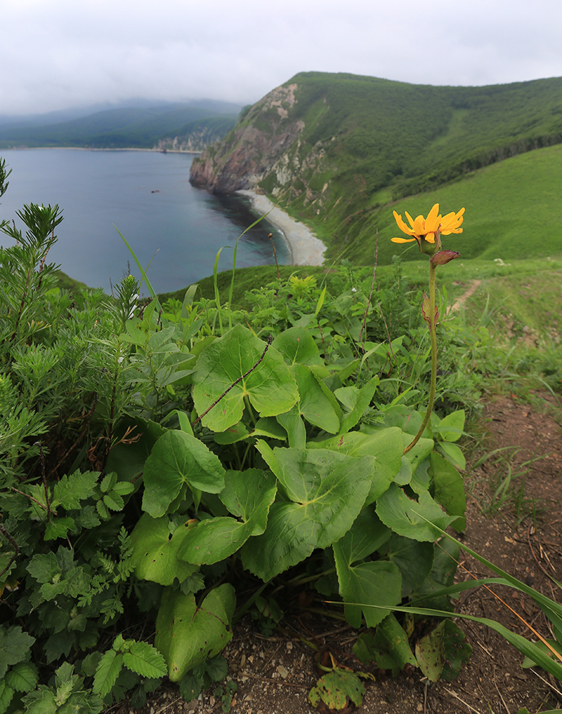 Image of Ligularia calthifolia specimen.