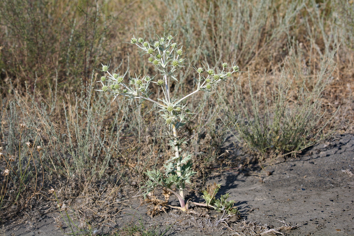 Image of Eryngium campestre specimen.