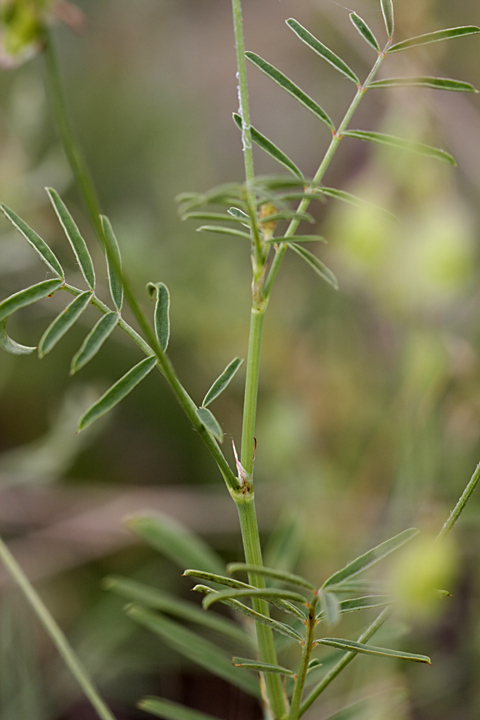 Изображение особи Onobrychis pulchella.