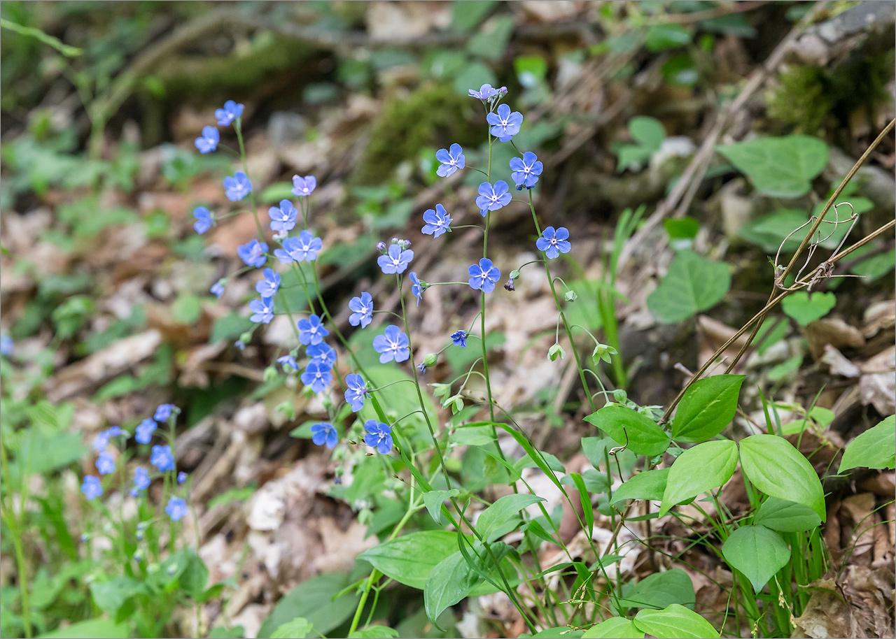 Image of Omphalodes cappadocica specimen.