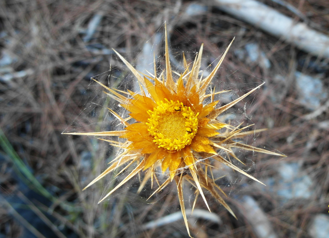 Image of Carlina corymbosa specimen.