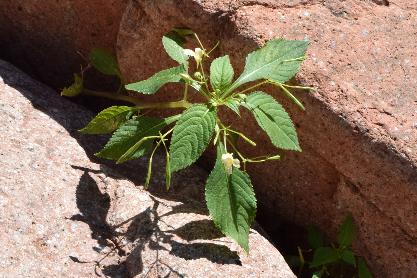 Изображение особи Impatiens parviflora.