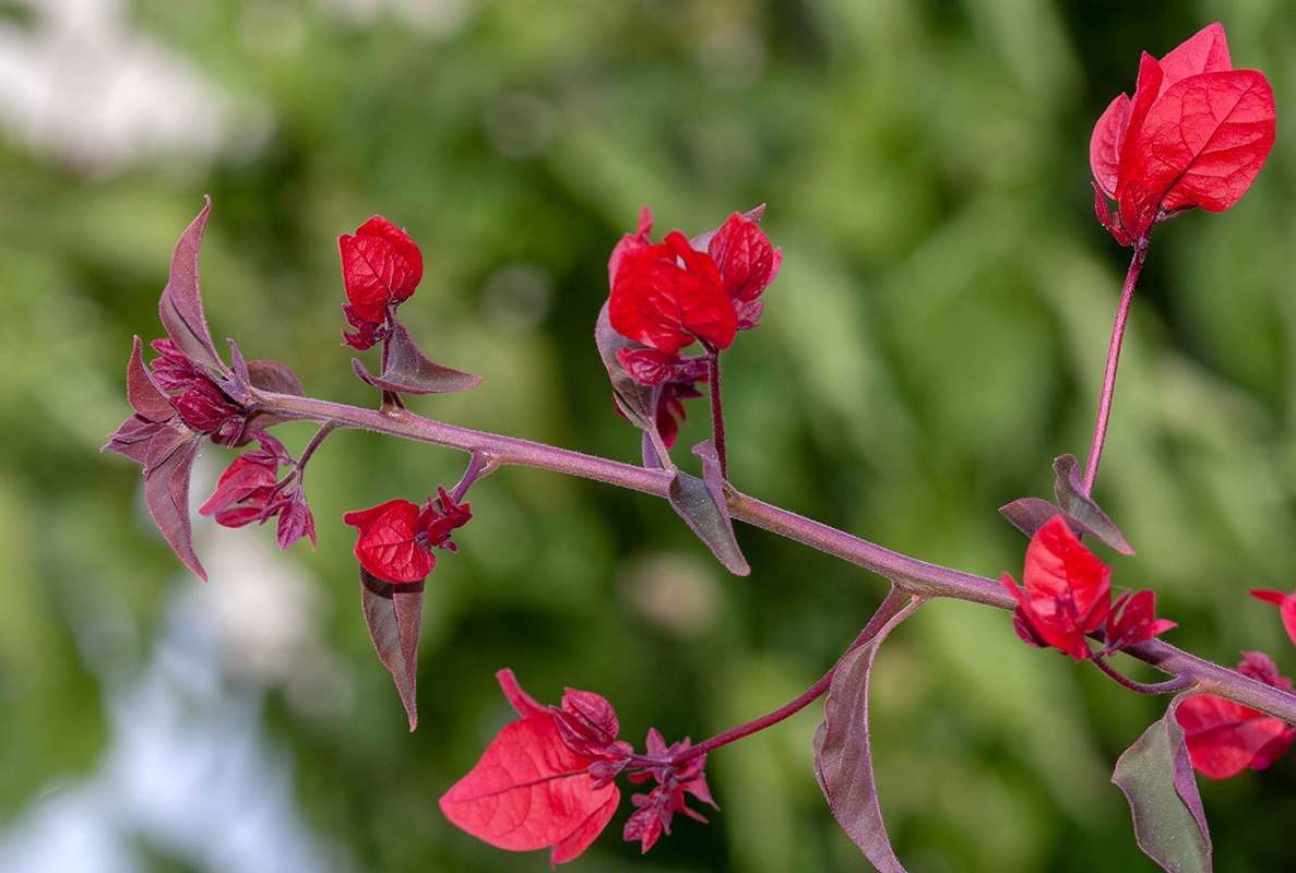 Image of genus Bougainvillea specimen.