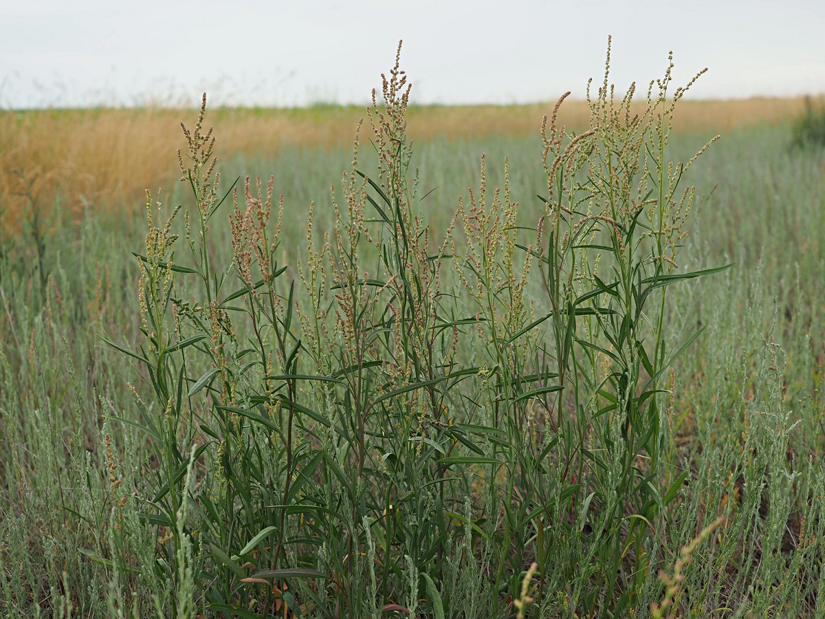 Image of Atriplex patens specimen.