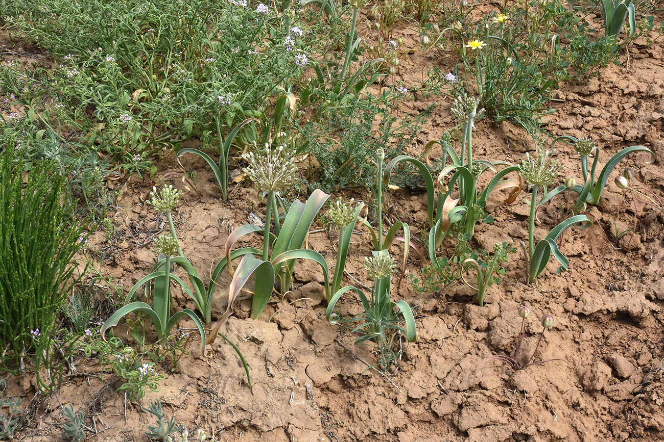 Image of Allium caspium specimen.