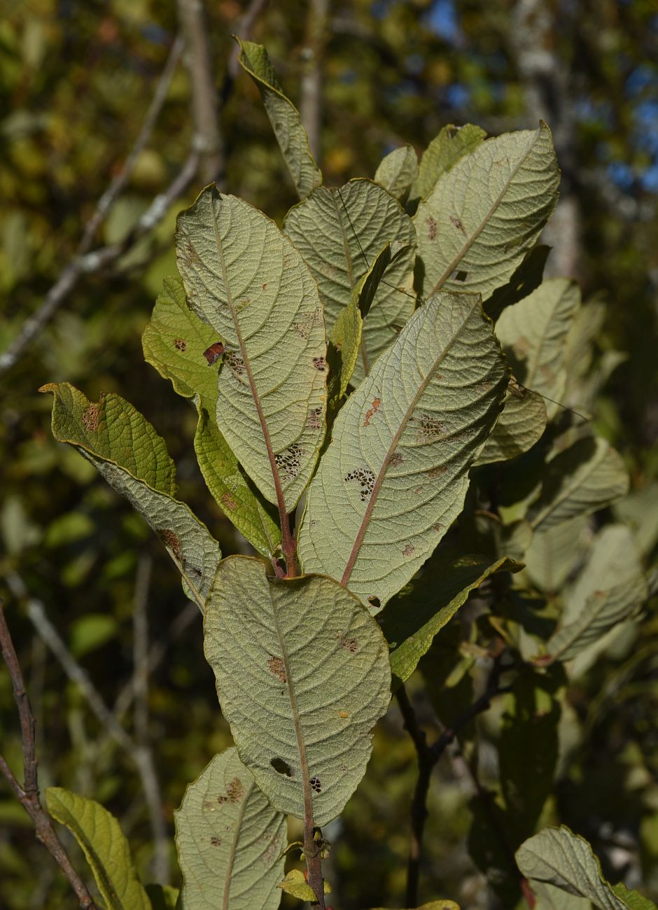 Image of Salix aurita specimen.