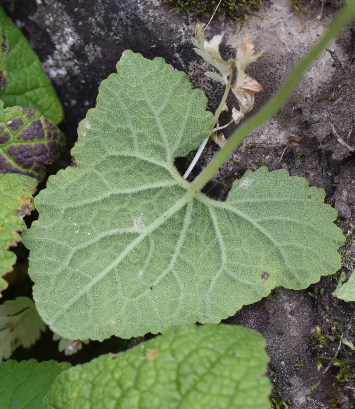 Image of Campanula alliariifolia specimen.