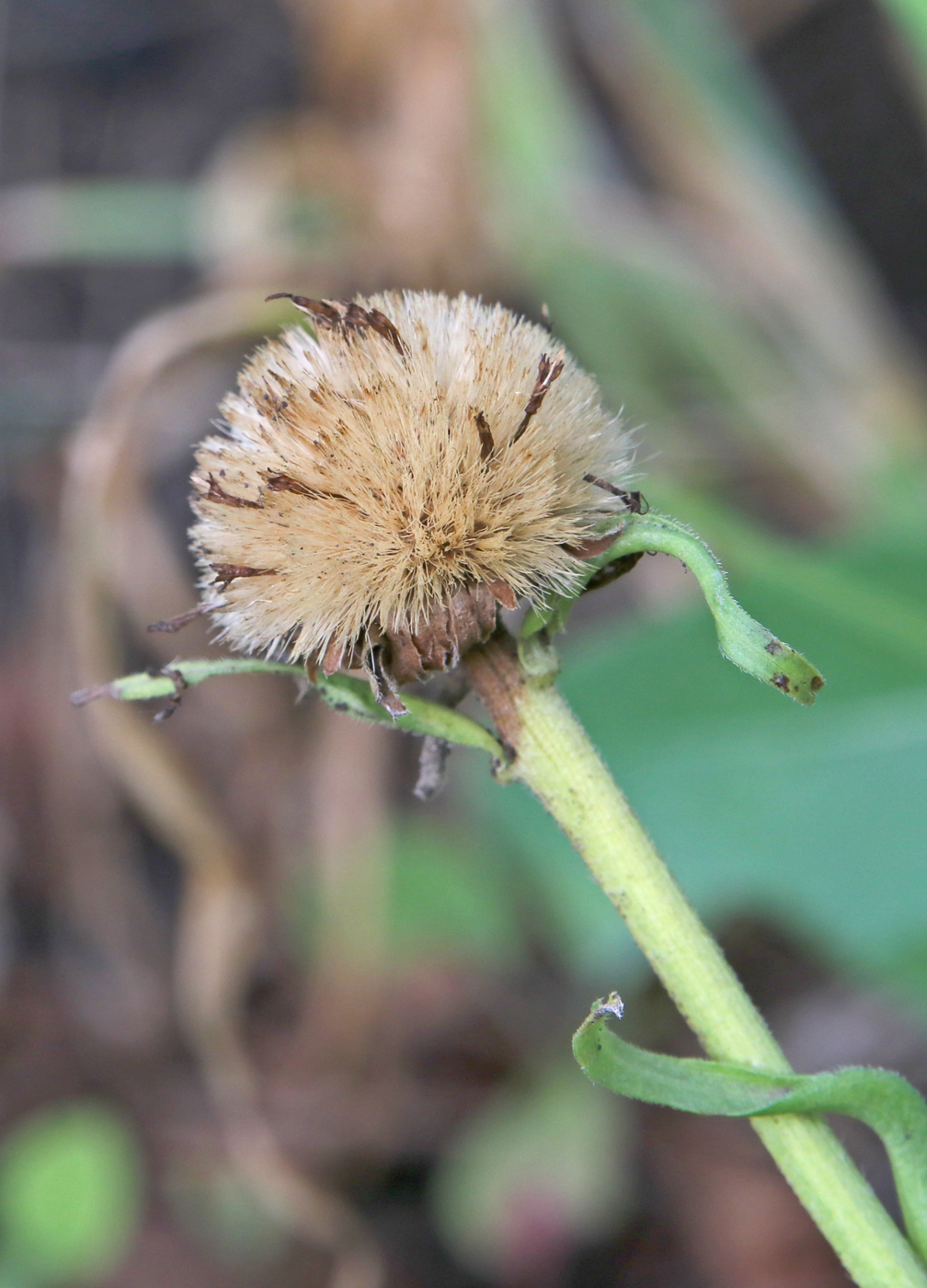 Image of Aster alpinus specimen.