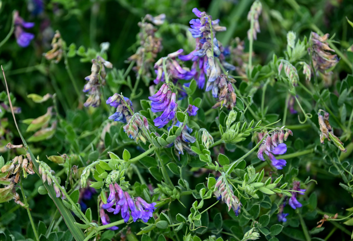 Image of Vicia japonica specimen.