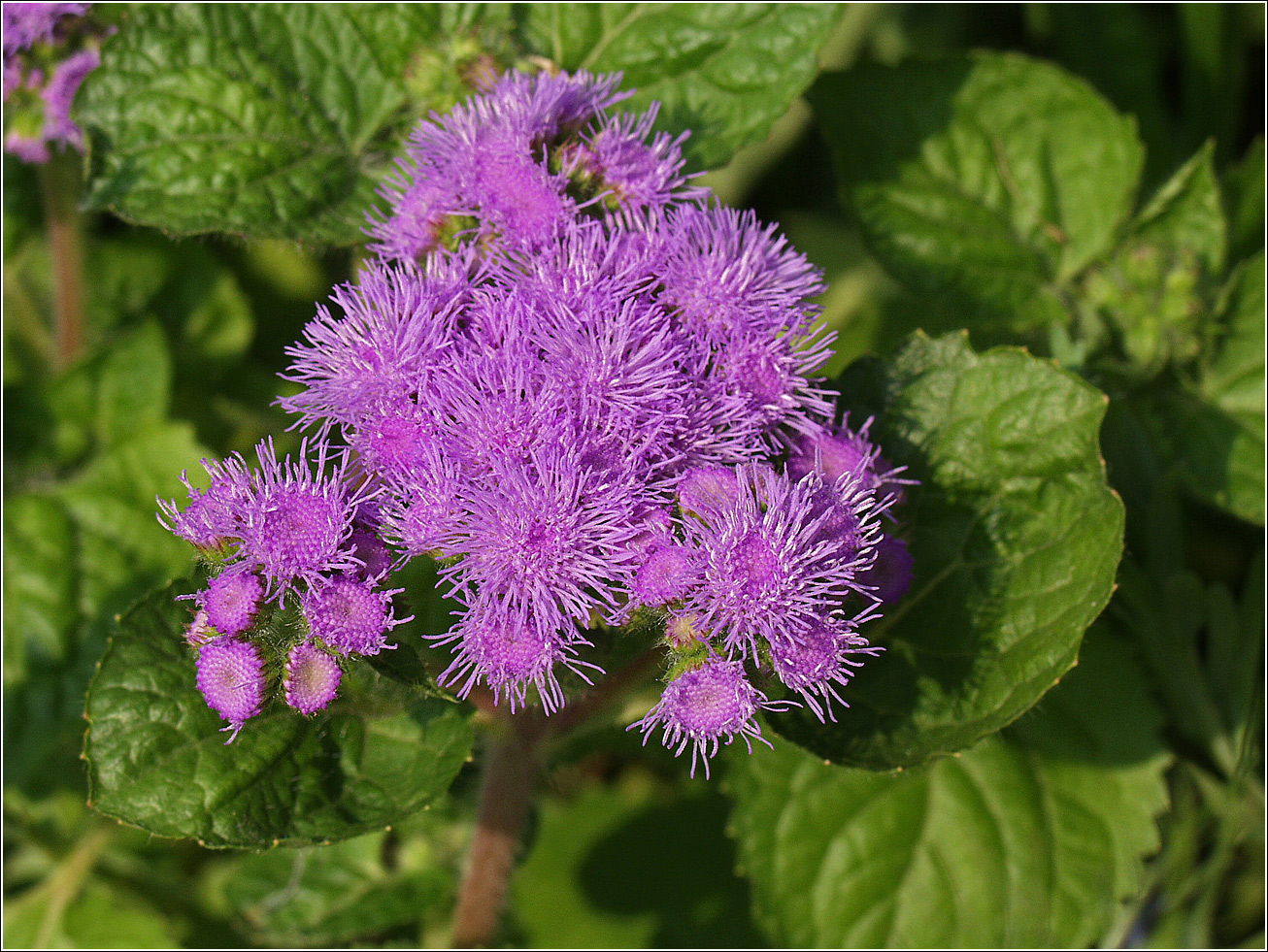 Изображение особи Ageratum houstonianum.