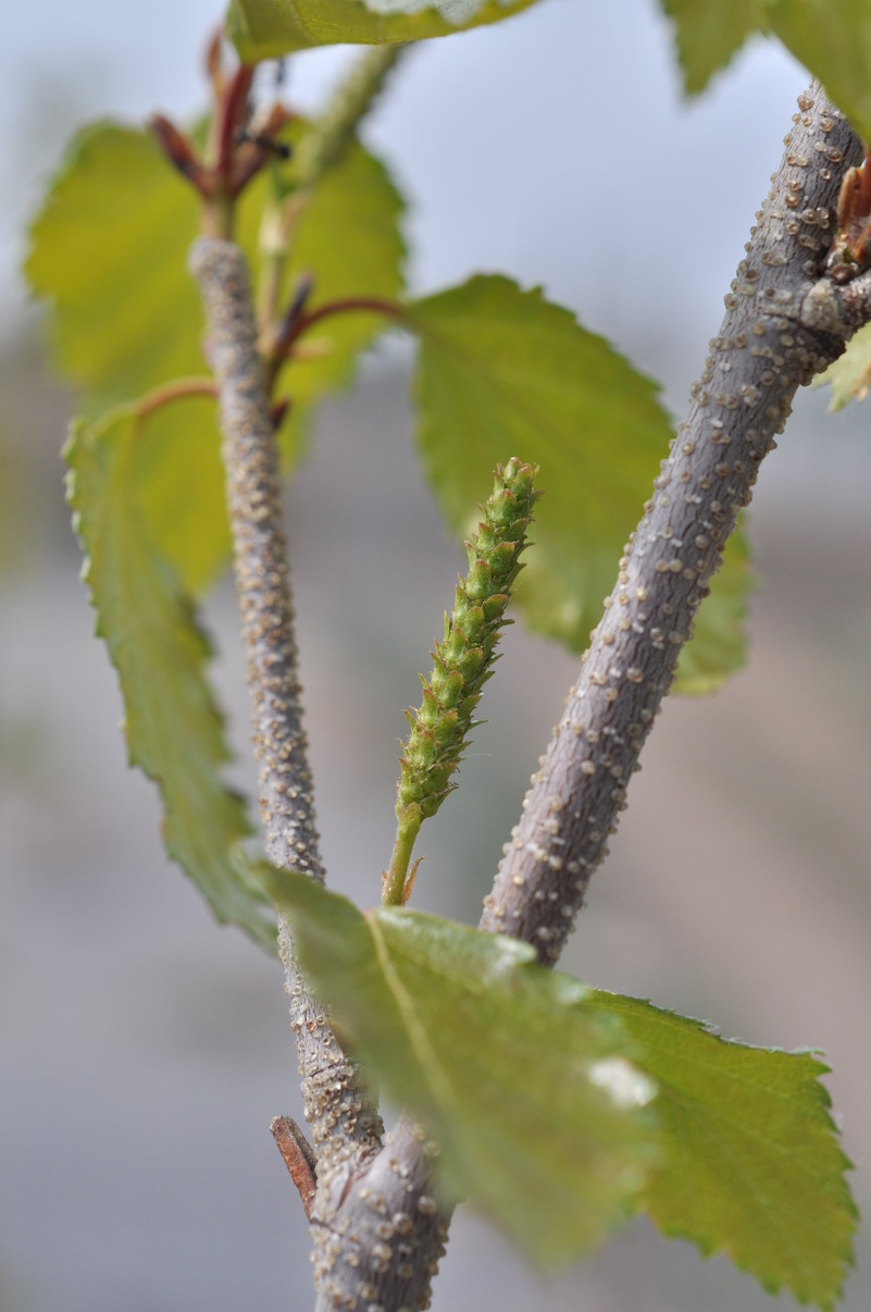 Изображение особи Betula &times; zabelii.