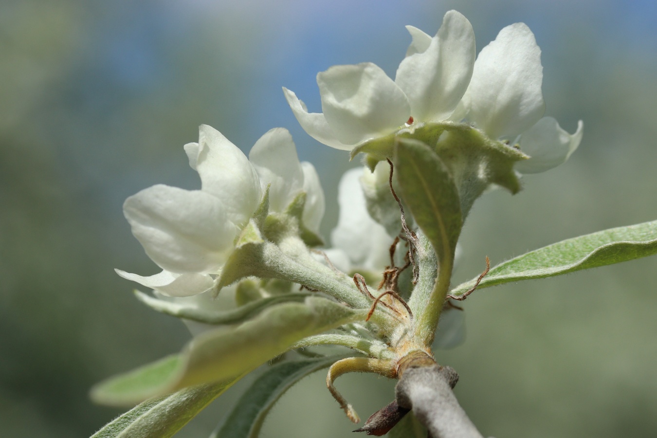 Image of Pyrus salicifolia specimen.