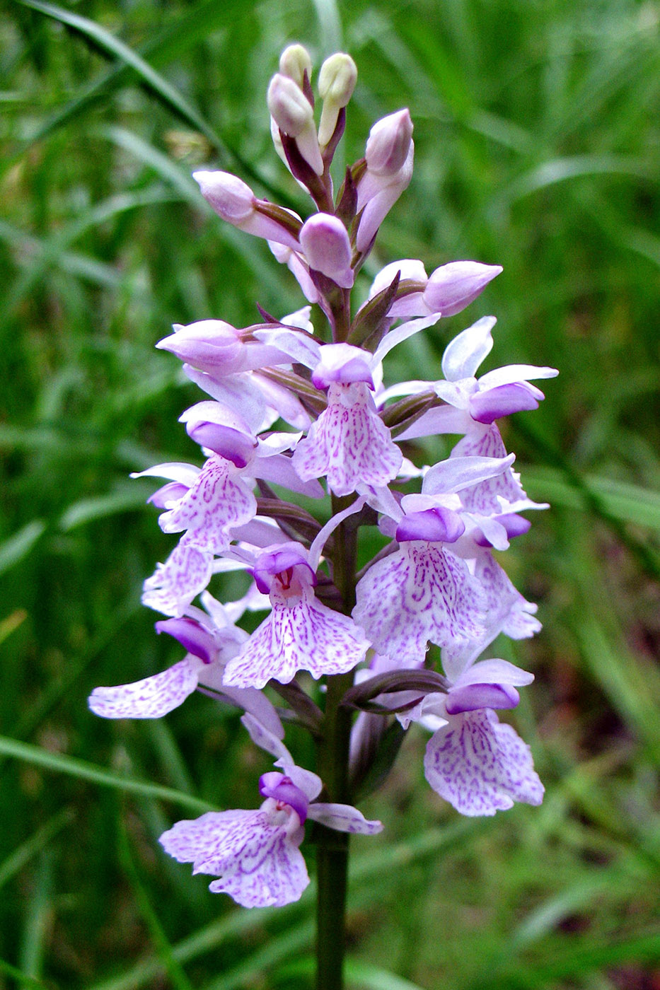 Изображение особи Dactylorhiza maculata.