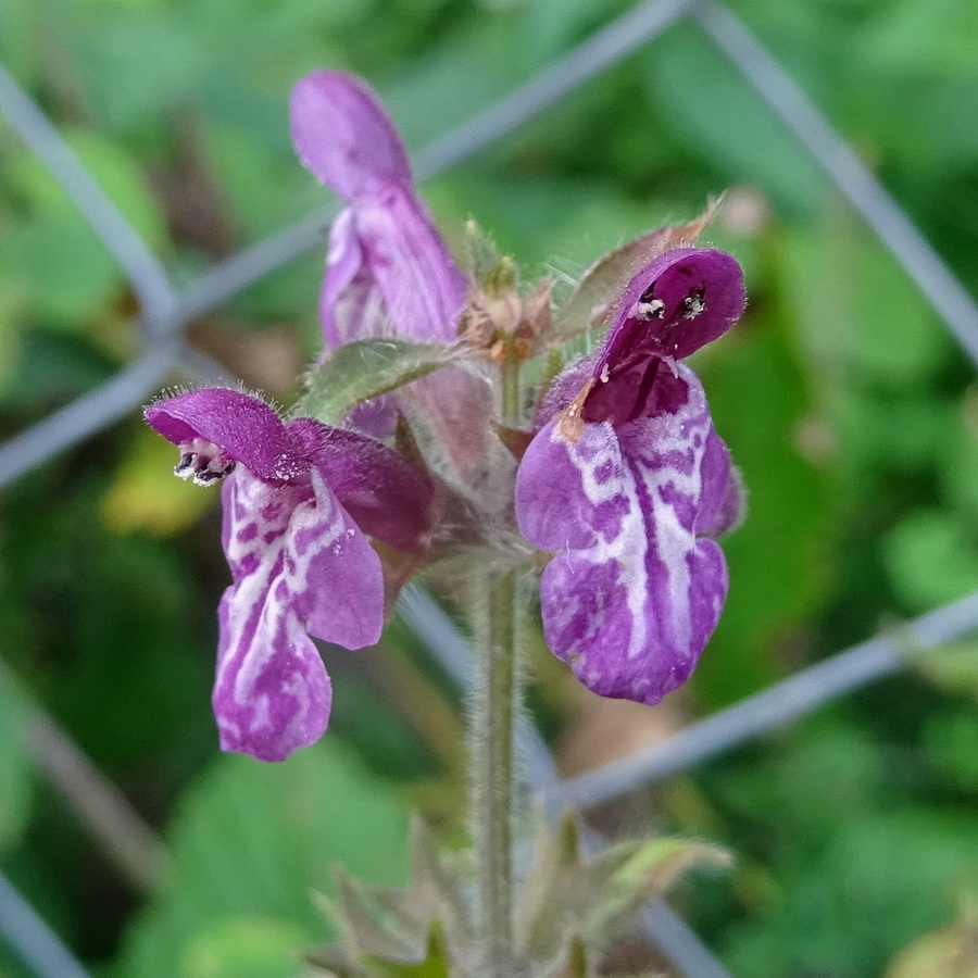 Image of Stachys sylvatica specimen.