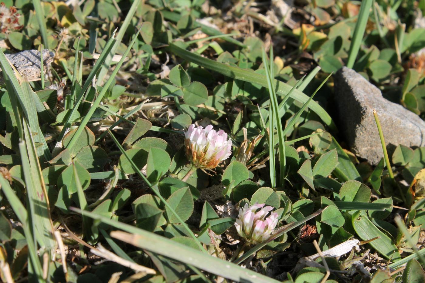 Изображение особи Trifolium bonannii.