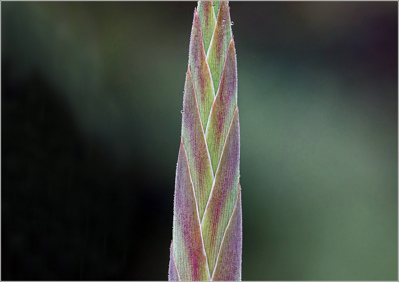 Image of Gladiolus &times; gandavensis specimen.