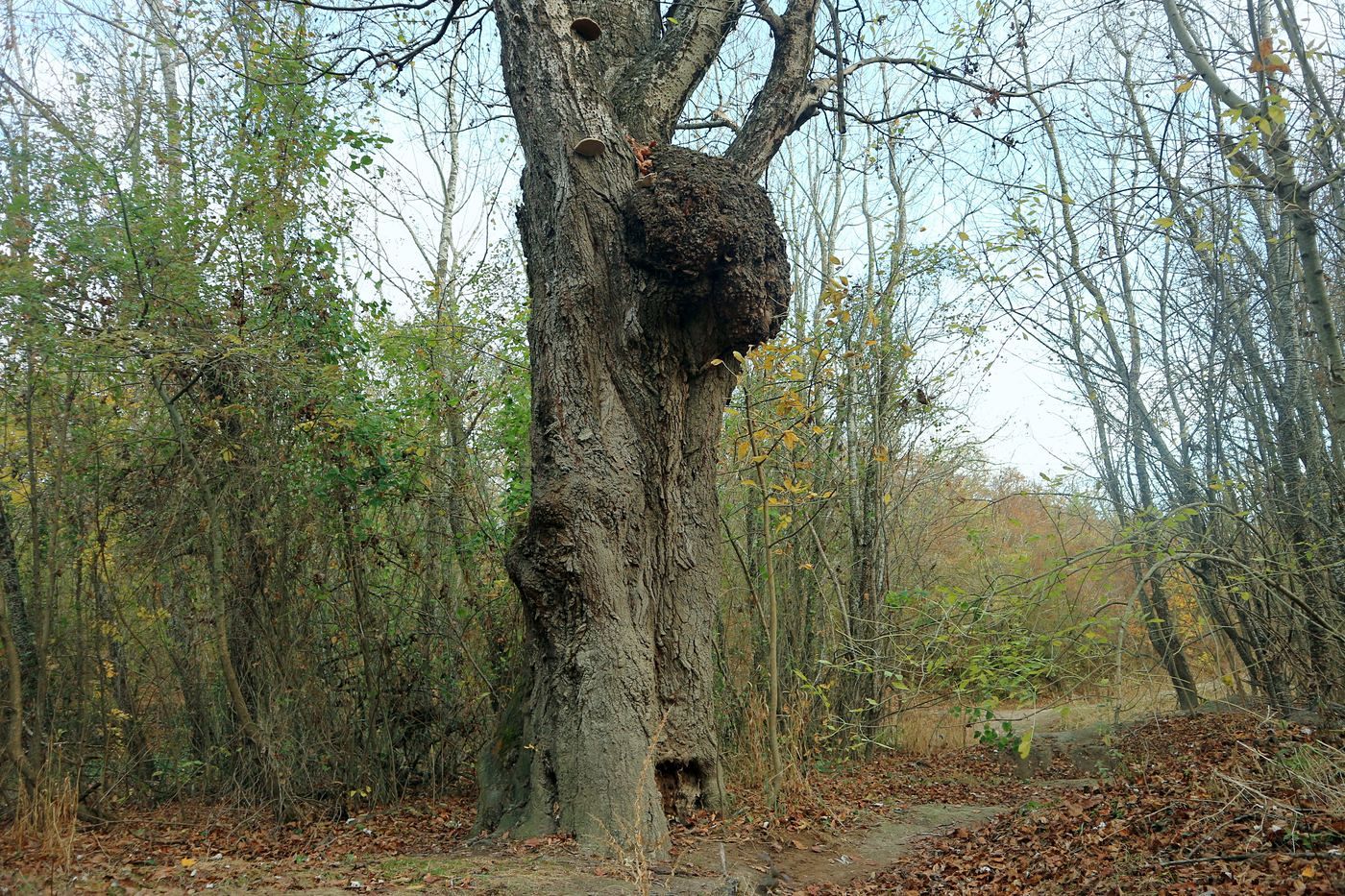 Image of Populus alba specimen.