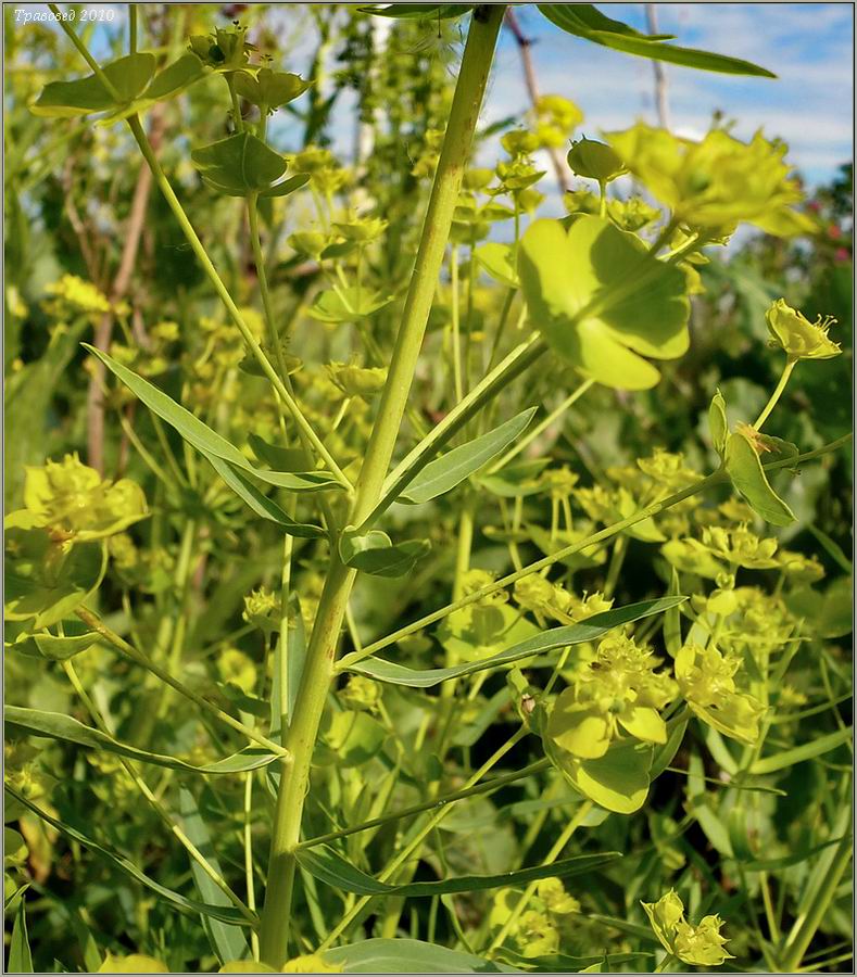 Изображение особи Euphorbia virgata.