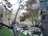 View full-size image Cerasus sachalinensis