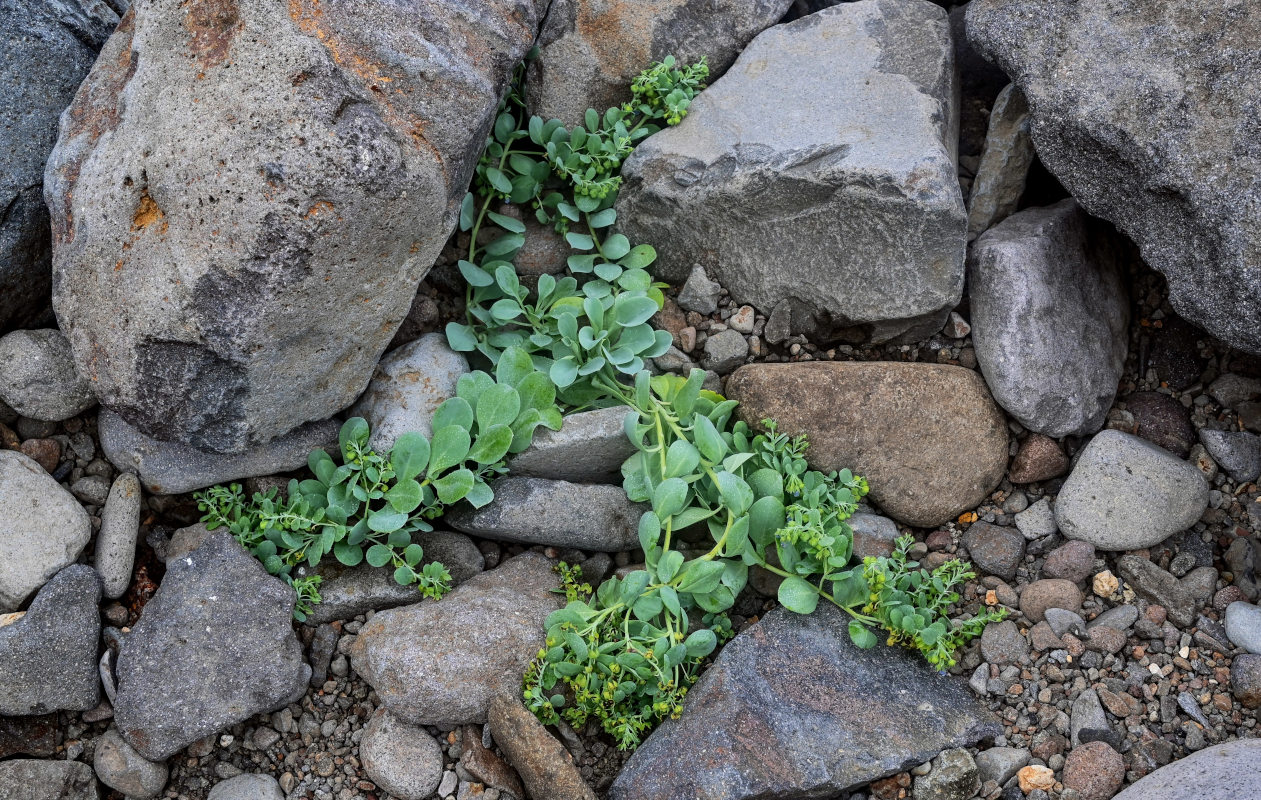 Image of Mertensia maritima specimen.