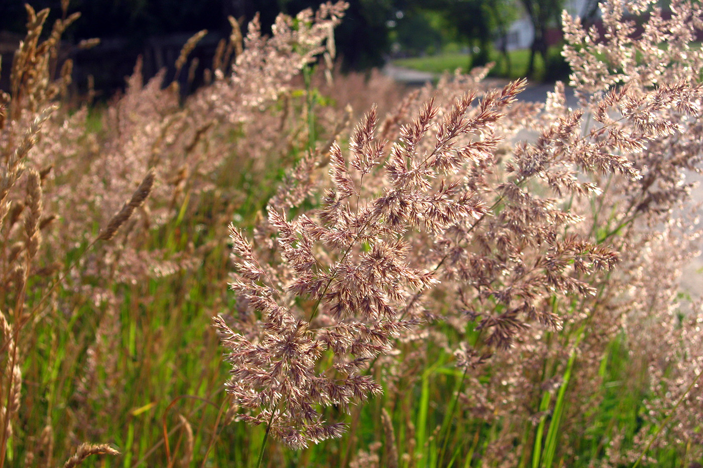 Image of Calamagrostis epigeios specimen.