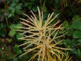 Larix decidua